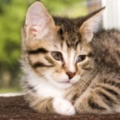 Young cat on carpeted window perch.