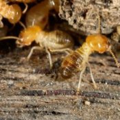 Closeup of termites in wood.