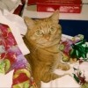 Ginger the Cat Laying with Christmas Wrapping