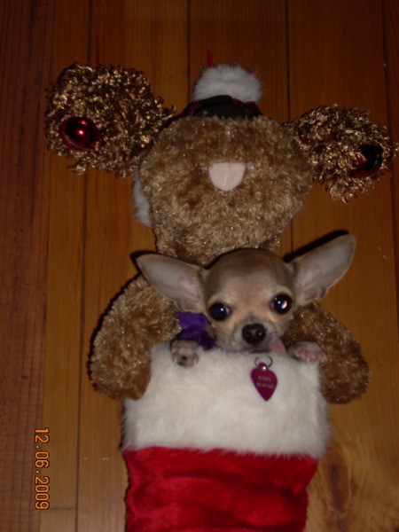 Bunny the Chihuahua in Christmas Stocking