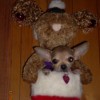 Bunny the Chihuahua in Christmas Stocking