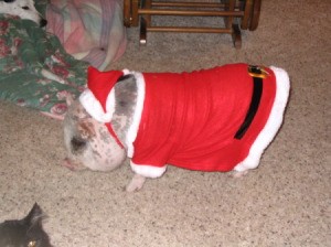 A small dog dressed in a Santa suit.