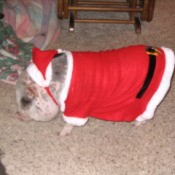 A small dog dressed in a Santa suit.