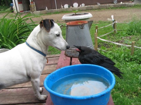 Shinook the Jack Russell Terrier looking at Jett the Crow