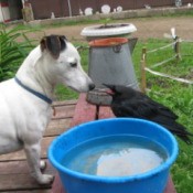 Shinook the Jack Russell Terrier looking at Jett the Crow