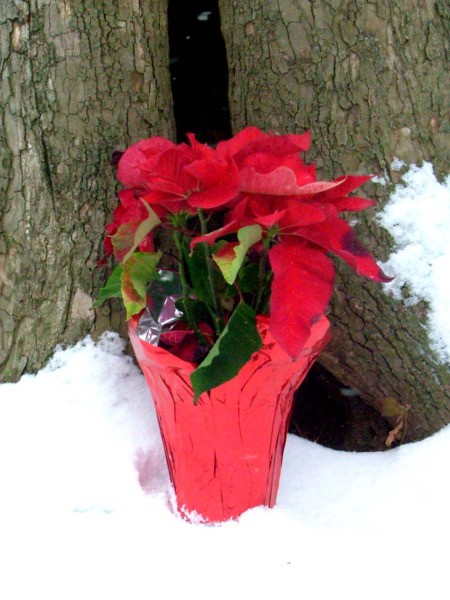 Winter Surprise In Alabama, Poinsettia in the Snow