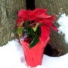 Winter Surprise In Alabama, Poinsettia in the Snow