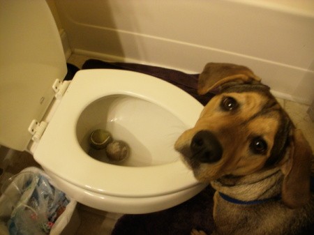 Dog Flushing Tennis Balls