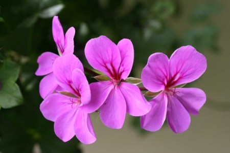 Lavender Blizzard Geranium Closeup