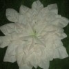 Silk Poinsettia Petals Step 4