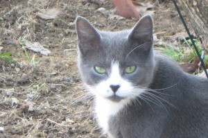 Gray cat with white cheeks and chest.