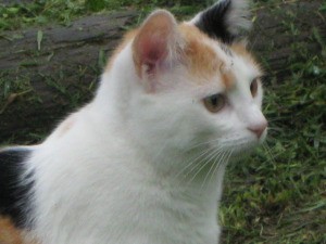 Calico cat with lots of white.