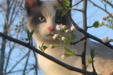 White cat with gray ears and cheeks behind flowering tree.