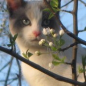 White cat with gray ears and cheeks behind flowering tree.
