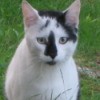 White cat with black splotches on head and face.