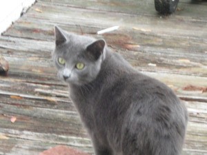 Charcoal gray cat.