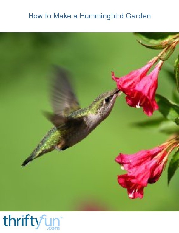 How to Make a Hummingbird Garden | ThriftyFun