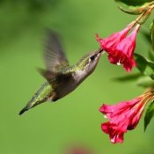 Making a Hummingbird Garden