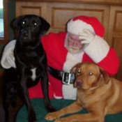 Two Large Dogs Meeting Santa