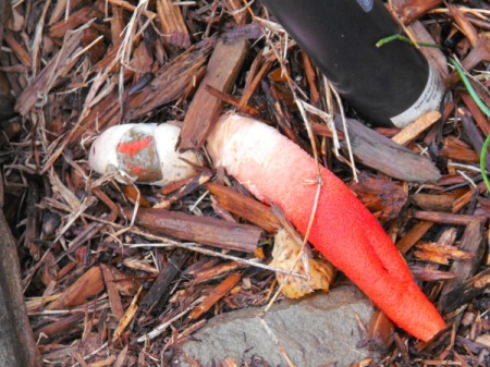 white and red elongated mushroom