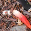 white and red elongated mushroom