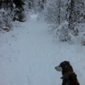 Tan and black dog in the snow.