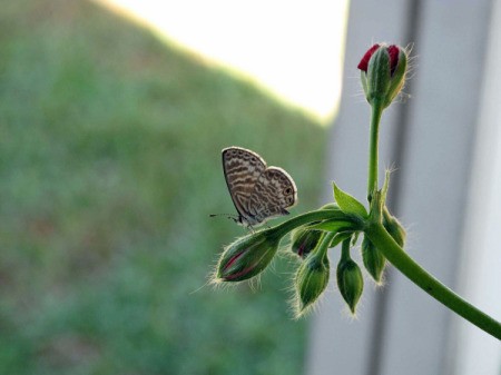 Blue Marine butterfly landed on a geranium bud