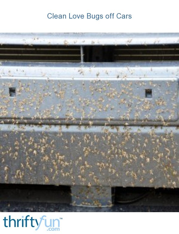 Love Bug Solution Faqs How To Protect Vehicles From Lovebugs