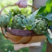 Growing Artichokes