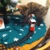 Shandee the Tortoiseshell Kitty UNder the Christmas Tree