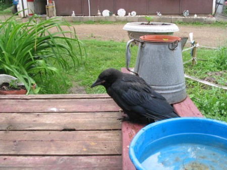 Black crow sitting on deck.