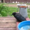 Black crow sitting on deck.