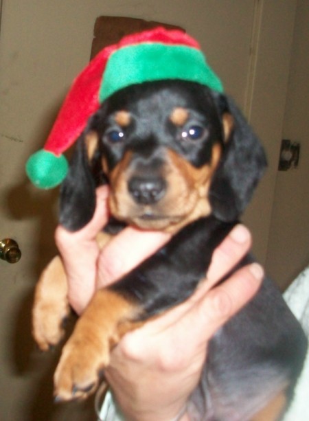 Mini Dachshund in red and green elf hat.