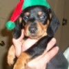 Mini Dachshund in red and green elf hat.