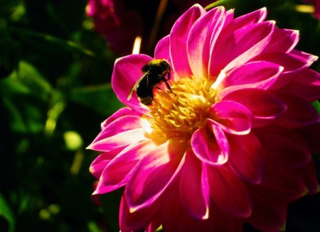 Bee on a beautiful pink blossom.