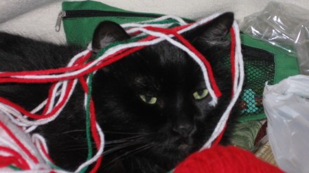 a black cat with yarn wrapped around his head