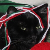 a black cat with yarn wrapped around his head