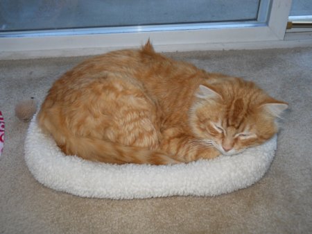 Photo of karma, an orange cat.