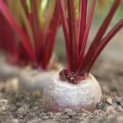 Beets growing in the garden