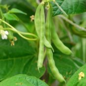 green bean seedlings too tall