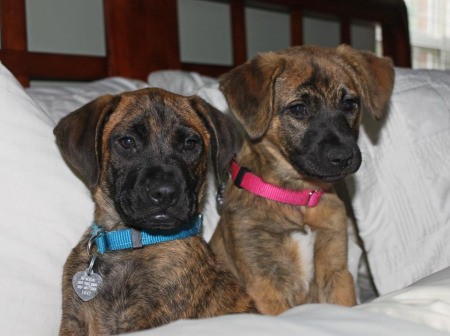 Two brindle coated puppies with dark muzzles.