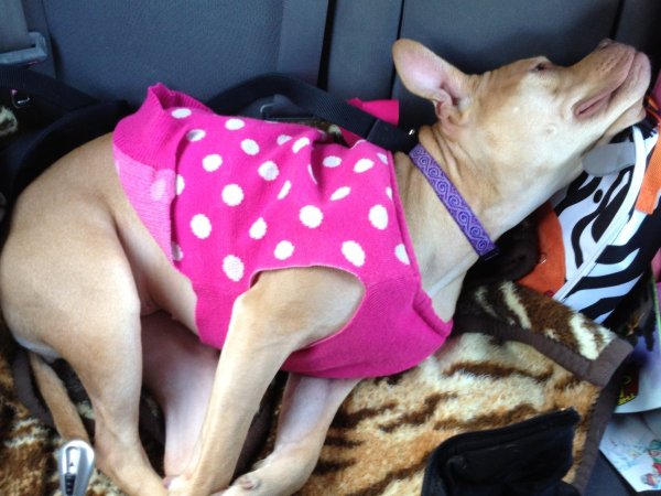 Gidget sleeping in the car.