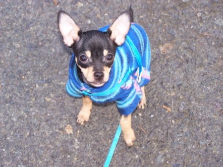 Chihuahua in blue fleece shirt.