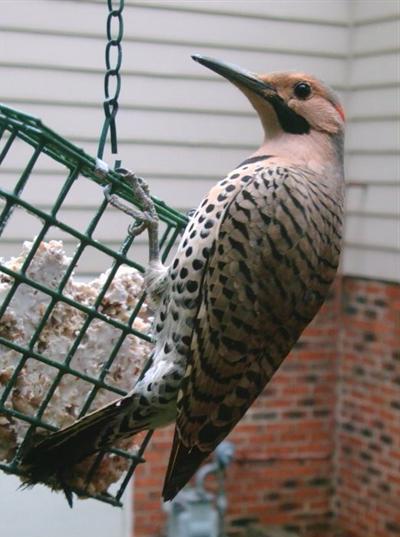 Flicker at suet feeder.