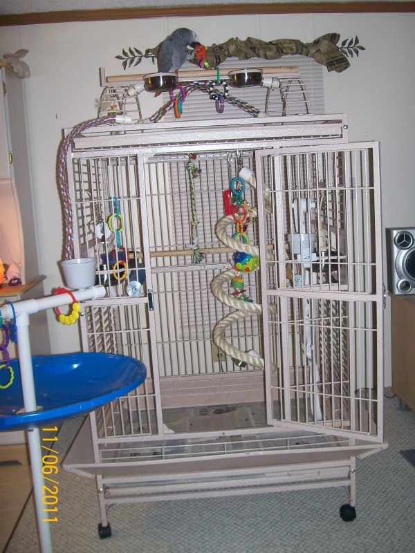 Zaz on top of his big white cage.