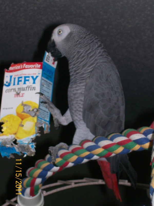 Grey parrot with Jiffy cake box