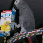 Grey parrot with Jiffy cake box
