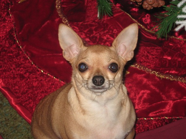 Ivyann (Chihuahua)