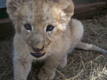 Lion cub.