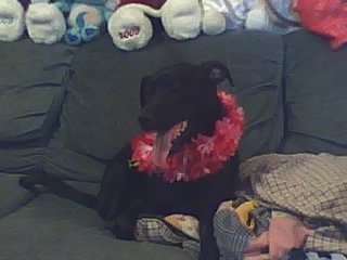 Black dog on couch.